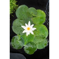 Nymphaea Tetragona | Waterlelie | In 3L Mand
