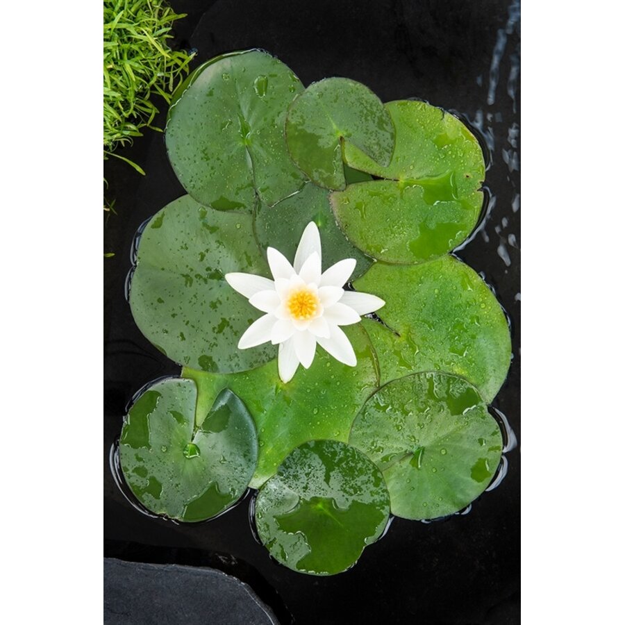 Nymphaea Tetragona | Waterlelie | In 3L Mand