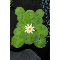 Nymphaea Gladstoniana | Waterlelie | In 3L Mand