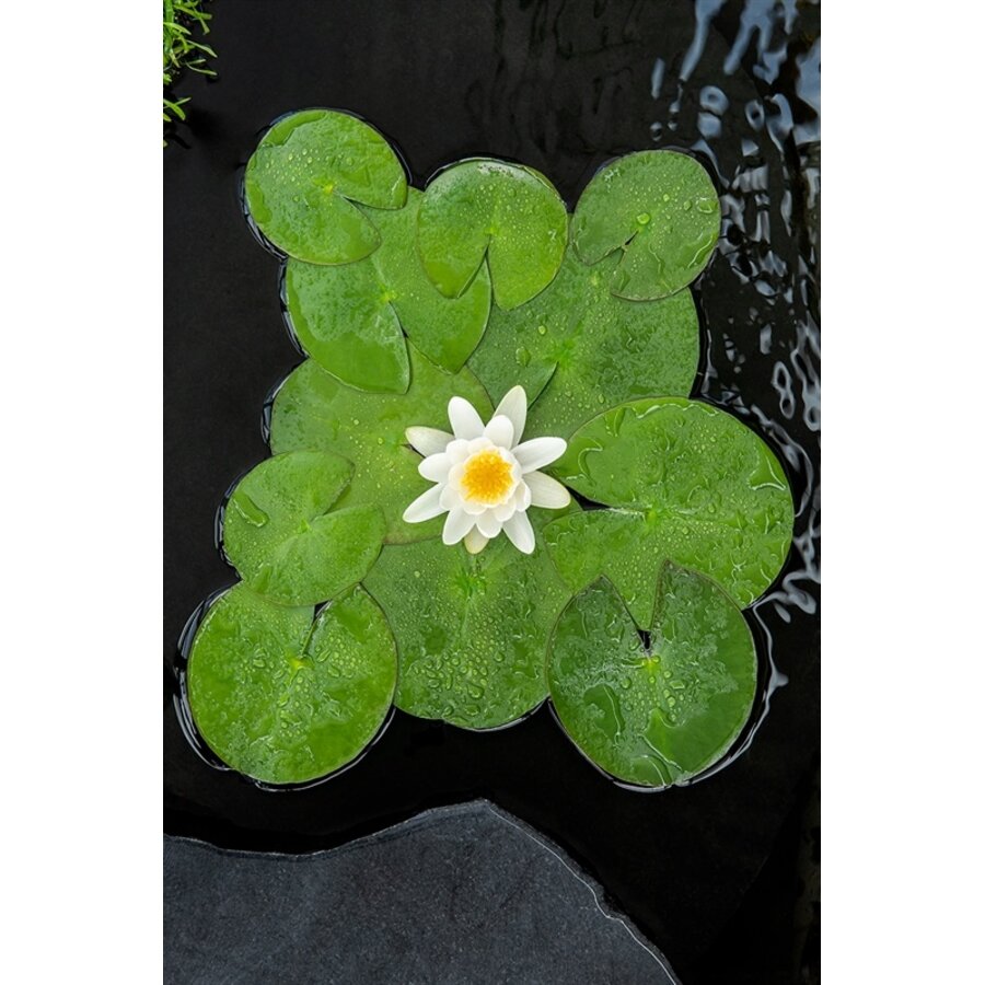 Nymphaea Gladstoniana | Waterlelie | In 3L Mand