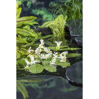 Aponogeton Distachyos | Kaapse Lelie | In 3L Mand