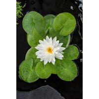 Nymphaea Gonnere | Waterlelie | In 3L Mand