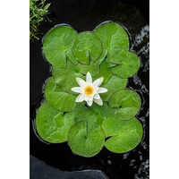 Nymphaea Alba | Waterlelie | In 3L Mand