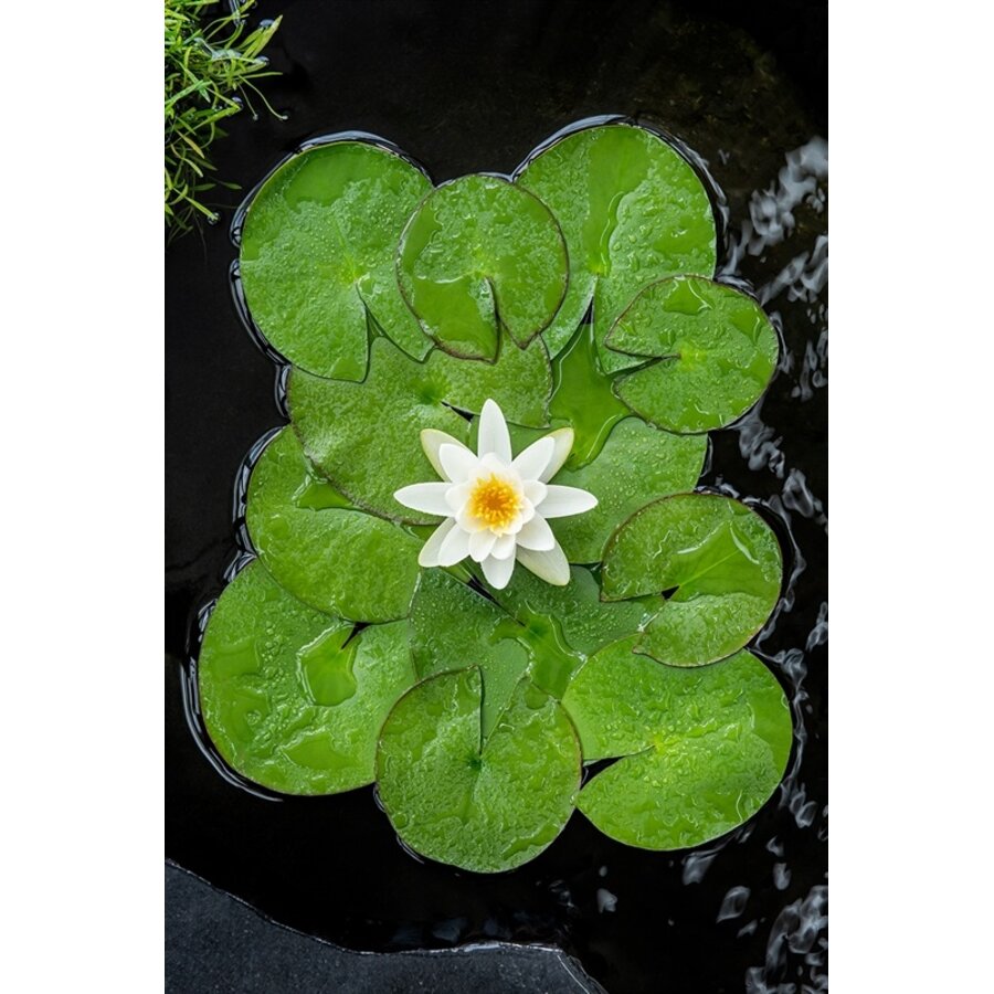 Nymphaea Alba | Waterlelie | In 3L Mand