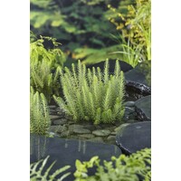 Hippuris Vulgaris | Lidsteng | In 11x11CM Mand