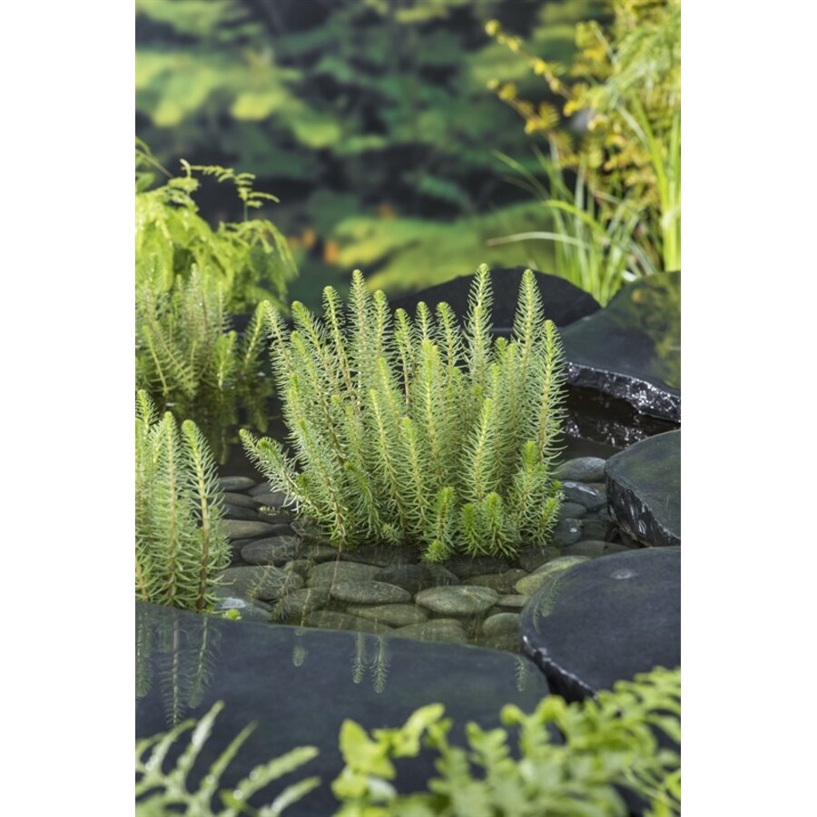 Hippuris Vulgaris | Lidsteng | In 11x11CM Mand