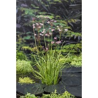 Butomus Umballatus | Zwanebloem | In 9CM pot