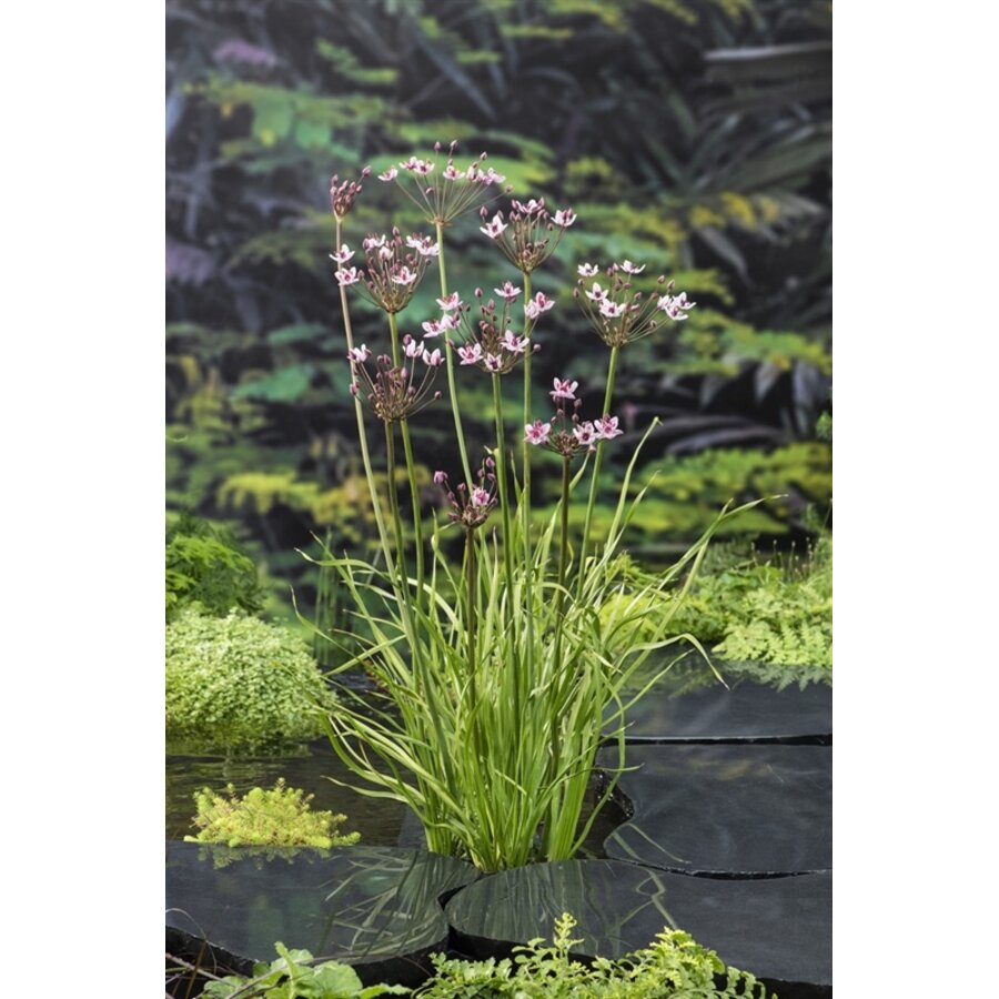 Butomus Umballatus | Zwanebloem | In 9CM pot