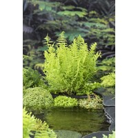 Thelypteris Palustris | Moerasvaren | In 9CM pot