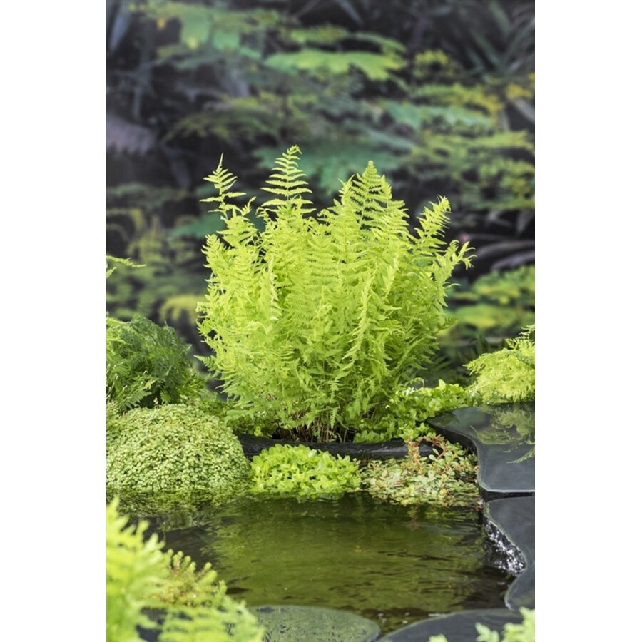 Thelypteris Palustris | Moerasvaren | In 9CM pot