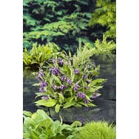 Symphytum Officinale | Smeerwortel | In 9CM pot