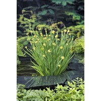 Sisyrinchium Californicum | Sisyrinchium | In 9CM pot