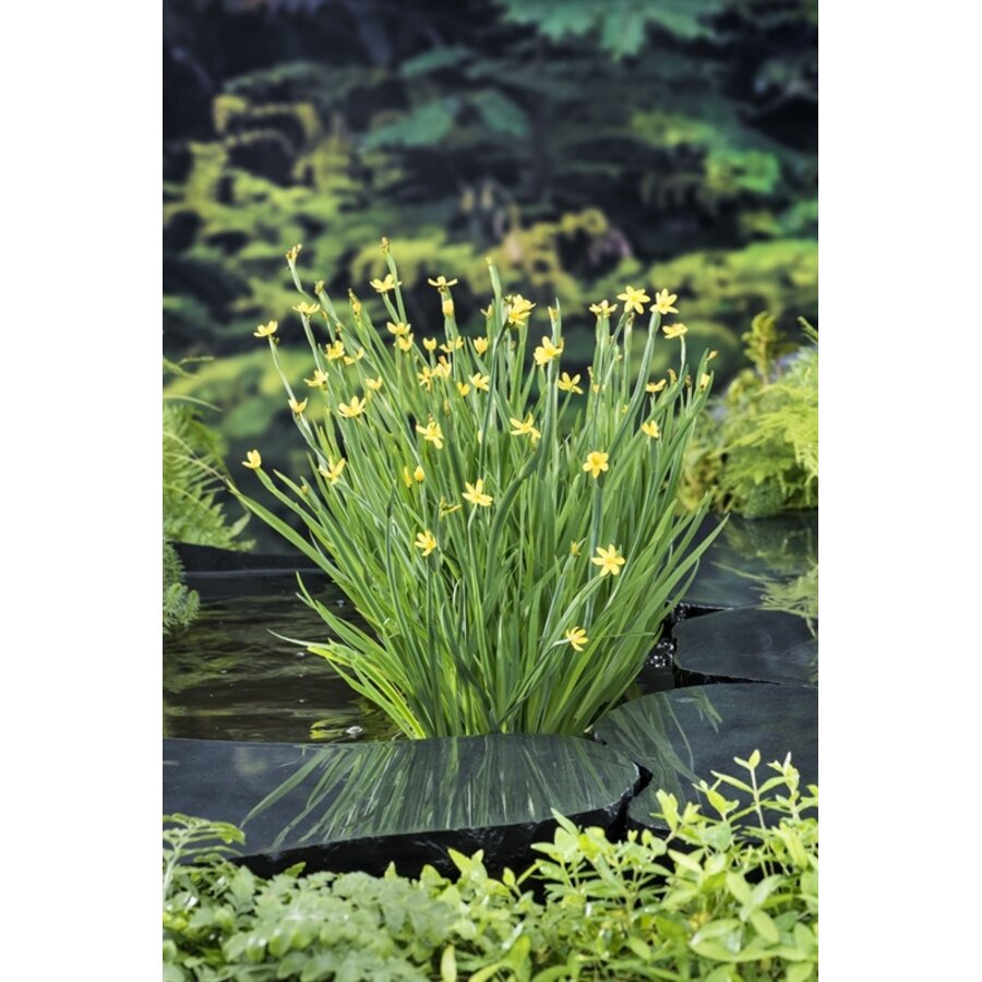 Sisyrinchium Californicum | Sisyrinchium | In 9CM pot