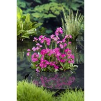 Primula Rosea | Sleutelbloem Rood | In 9CM pot