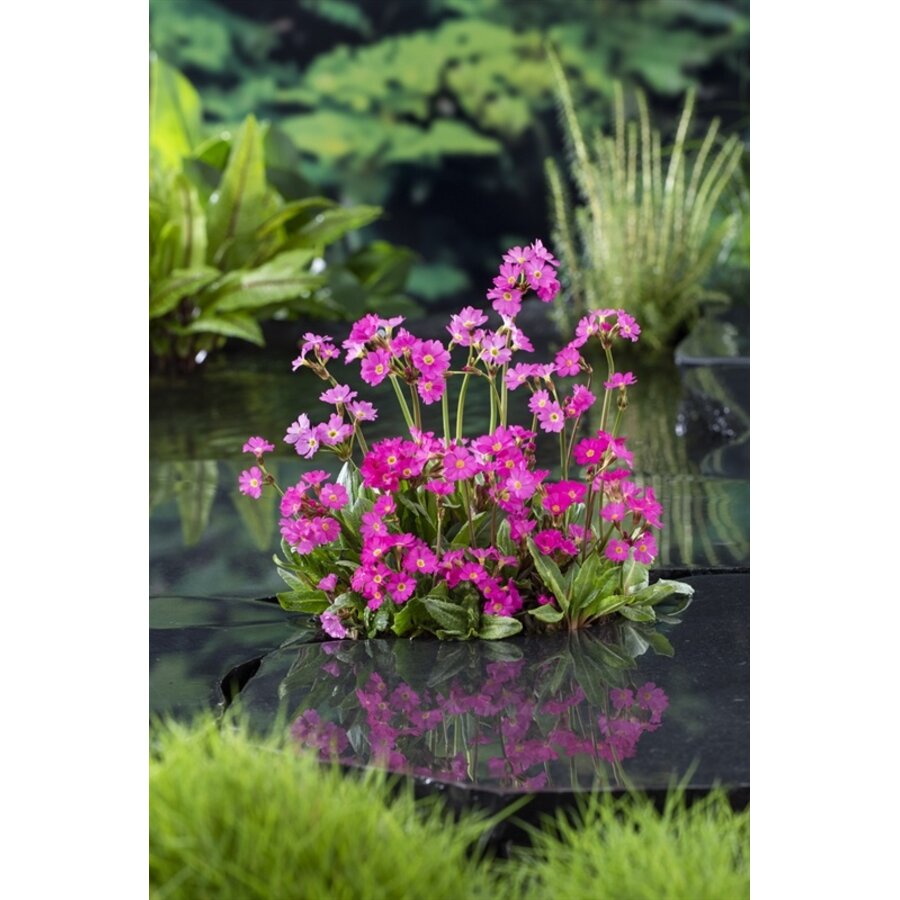 Primula Rosea | Sleutelbloem Rood | In 9CM pot