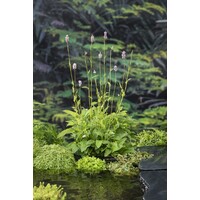 Polygonum Bistorta | Adderwortel | In 9CM pot