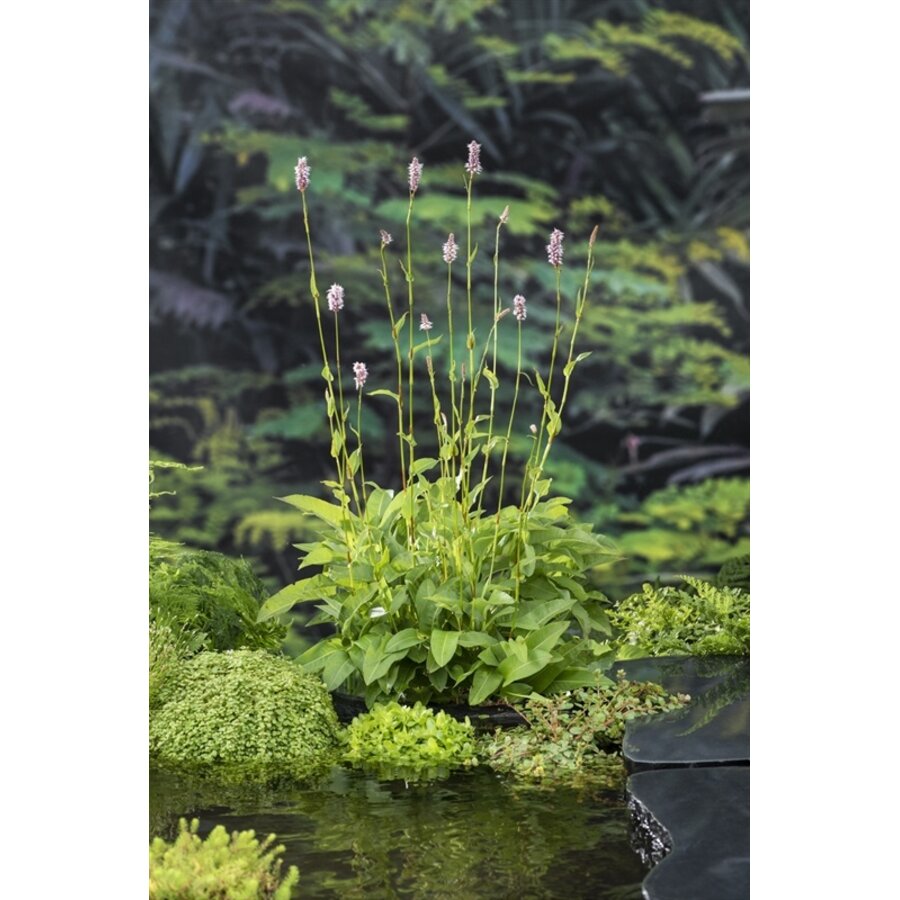 Polygonum Bistorta | Adderwortel | In 9CM pot