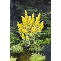 Lysimachia ‘Variegata’ (bont moeraswederik) | oeverplant voor vijverrand en border | in 9 cm pot
