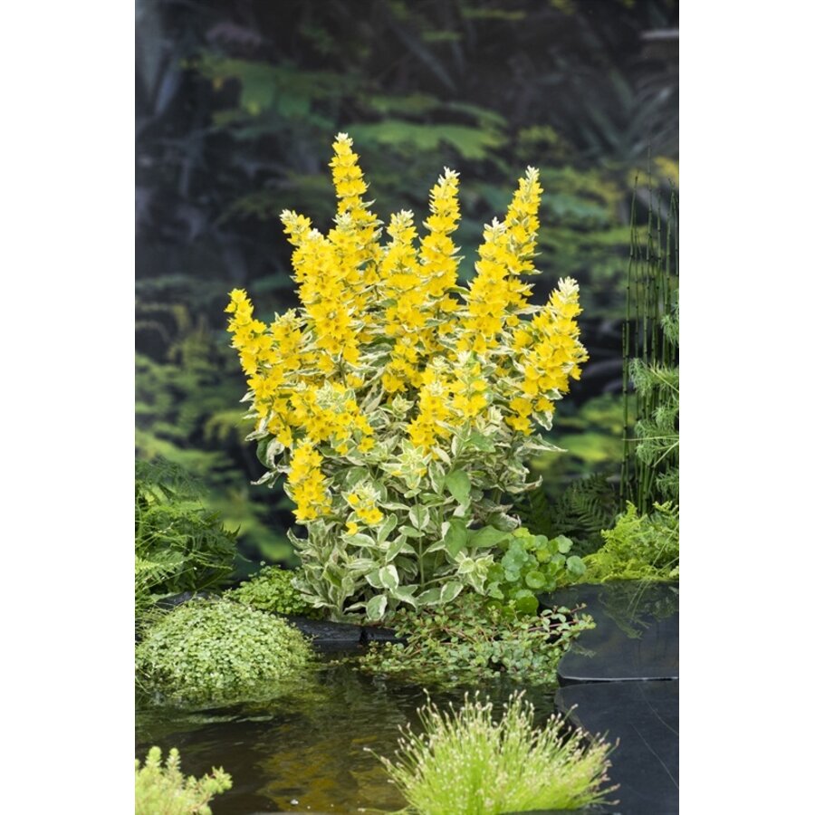 Lysimachia ‘Variegata’ (bont moeraswederik) | oeverplant voor vijverrand en border | in 9 cm pot