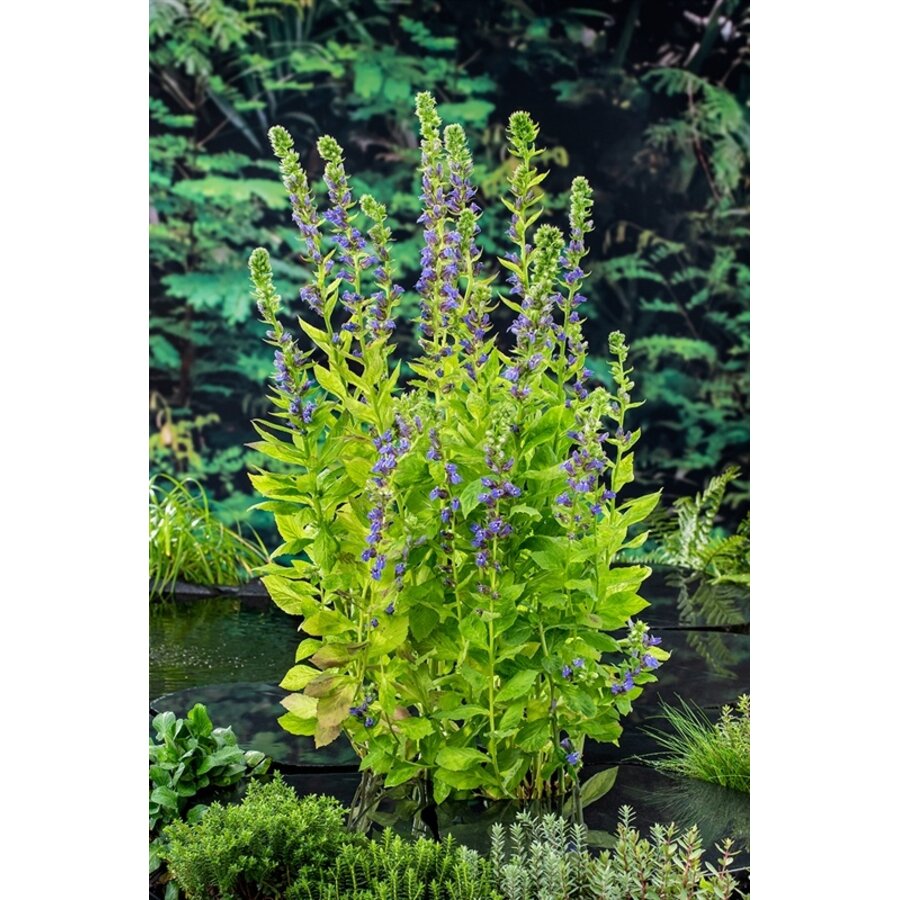 Lobelia Syphilitica | Waterlobelia | In 9CM pot