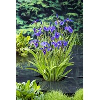 Iris Setosa | Paarse Iris | In 9CM pot