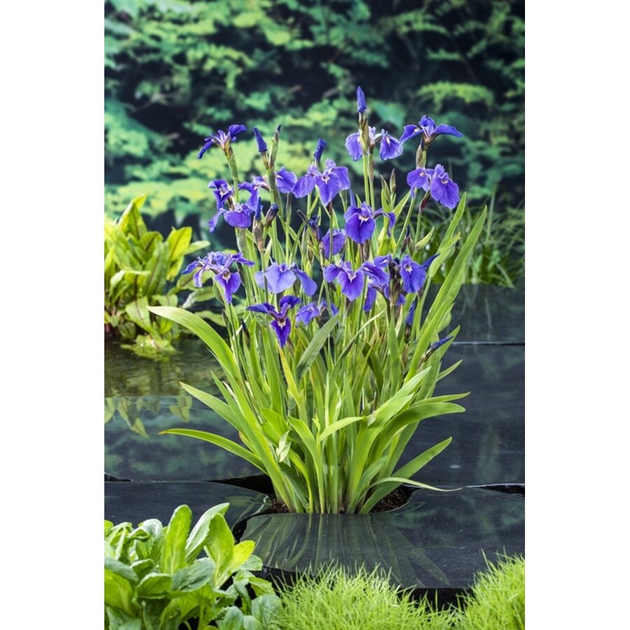 Iris Setosa | Paarse Iris | In 9CM pot