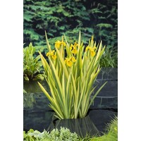 Iris Pseudacorus Variegata | Gele lis | In 9CM pot
