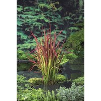 Imperata Red Baron | Japans Bloedgras | In 9CM pot