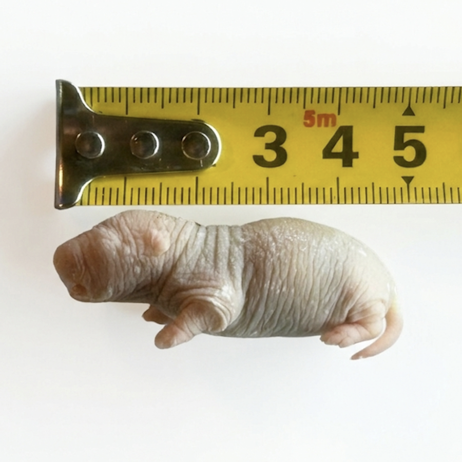 Diepvries baby rat 10–12 gram | voedseldier per stuk