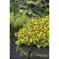 Hypericum Elodes | Moerashertshooi | In 9CM pot