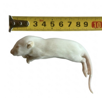 Diepvries rat fuzzy 20–30 g | prooidier voor reptielen en roofvogels