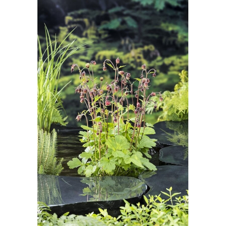Geum Rivale | Knikkend Nagelkruid | In 9CM pot