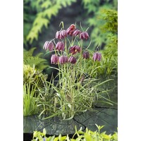 Fritillaria Meleagris | Kievitsbloem | In 9CM pot