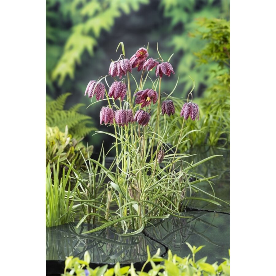 Fritillaria Meleagris | Kievitsbloem | In 9CM pot