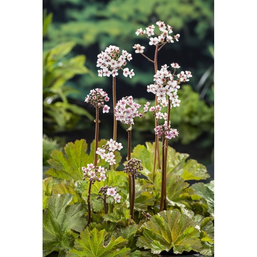 Darmera Peltata | Schildblad | In 9CM pot