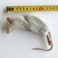Diepvries middel rat 90–120 g | complete prooi voor reptielen en roofvogels