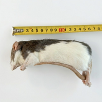 Diepvries rat volwassen 175–300 gram | complete prooi voor slangen en roofvogels