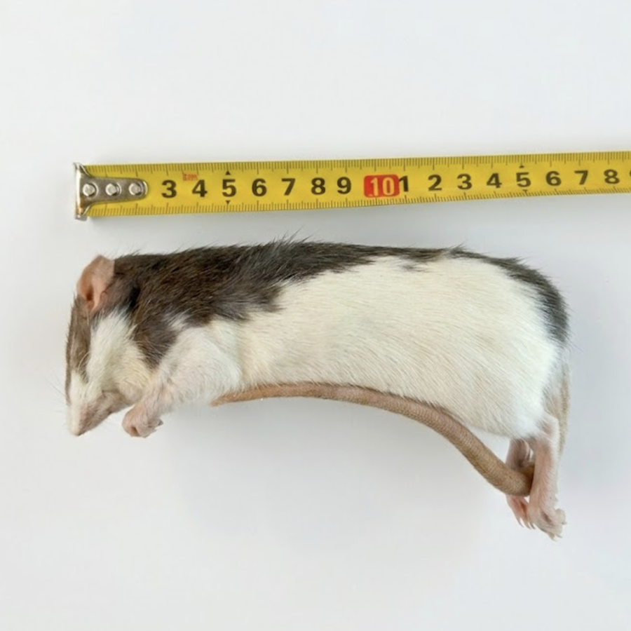 Diepvries rat volwassen 175–300 gram | complete prooi voor slangen en roofvogels