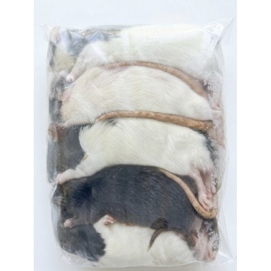Diepvries volwassen ratten – 1 kilo voordeel