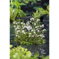 Cardamine Pratensis | Pinksterbloem | In 9CM pot