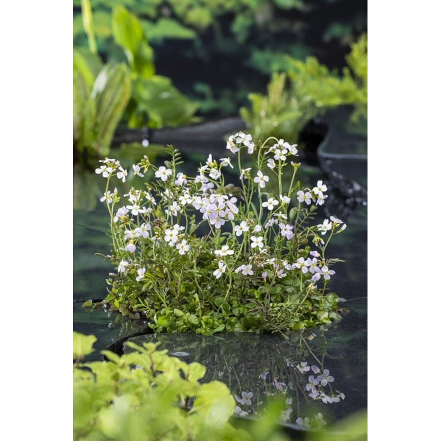 Cardamine Pratensis | Pinksterbloem | In 9CM pot