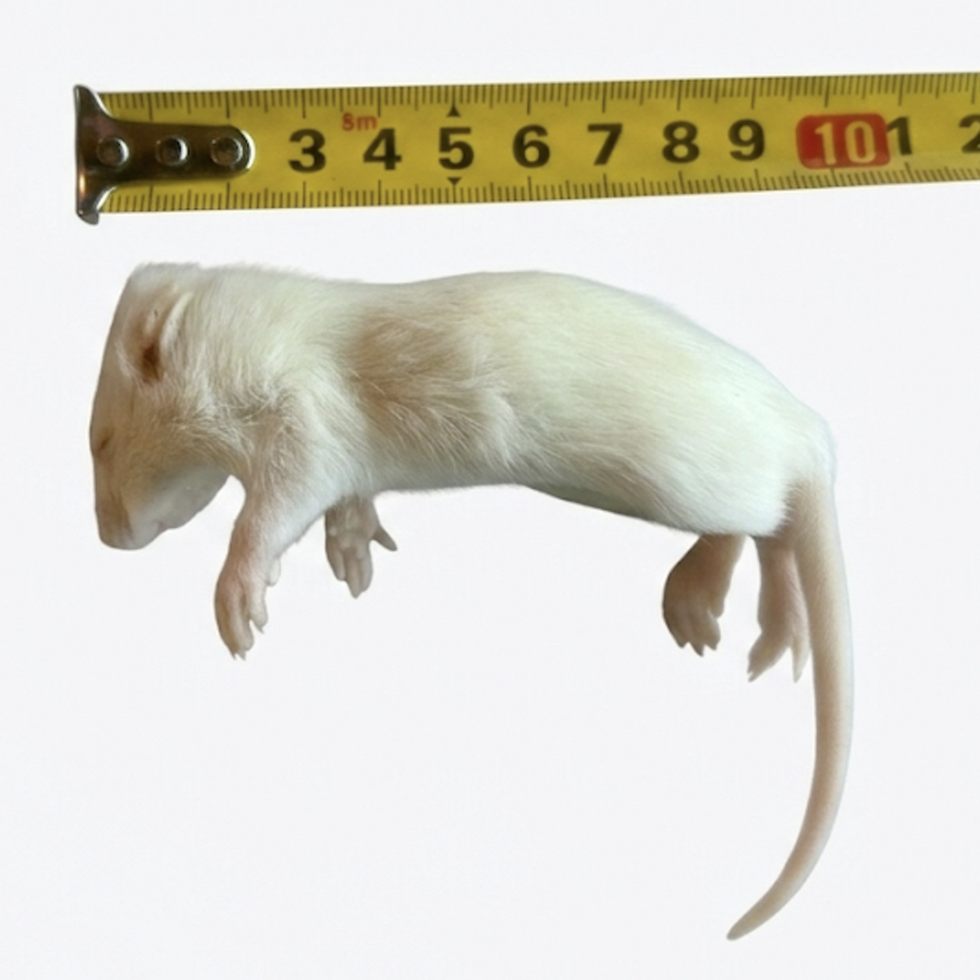 Diepvries ratten klein  – 1 kilo voordeel