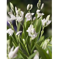 Bletilla Striata Alba | Japanse Orchidee | In 9CM pot