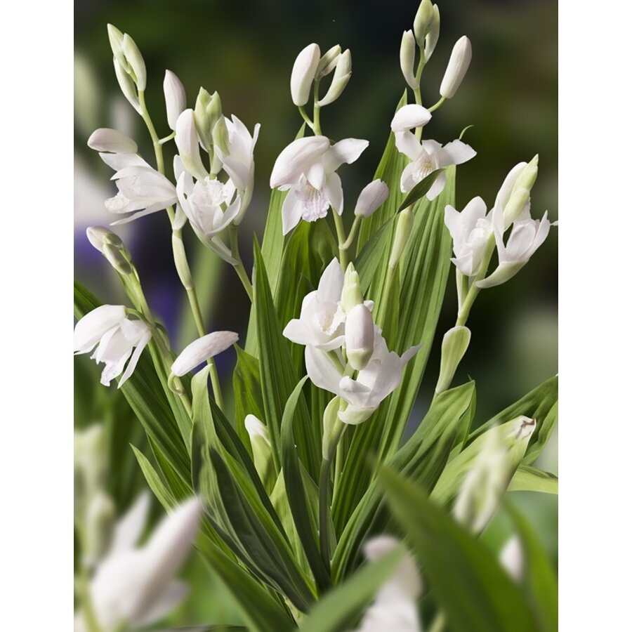 Bletilla Striata Alba | Japanse Orchidee | In 9CM pot