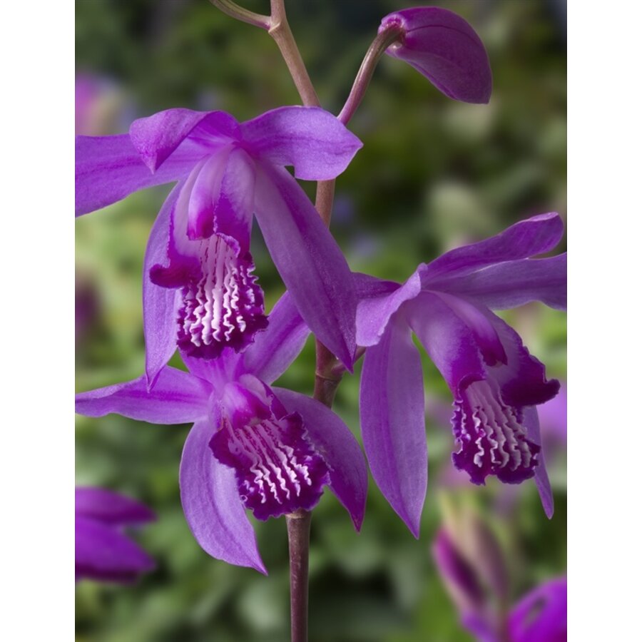 Bletilla Striata | Japanse Orchidee | In 9CM pot