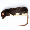 Diepvries rat volwassen XL 300+ gram