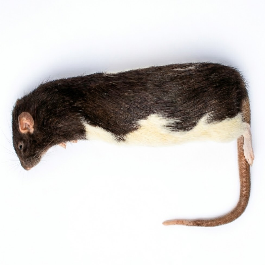 Diepvries rat volwassen XL 300+ gram