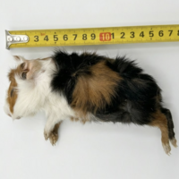 Diepvries cavia 200-500 gram | complete prooi voor reptielen en roofvogels