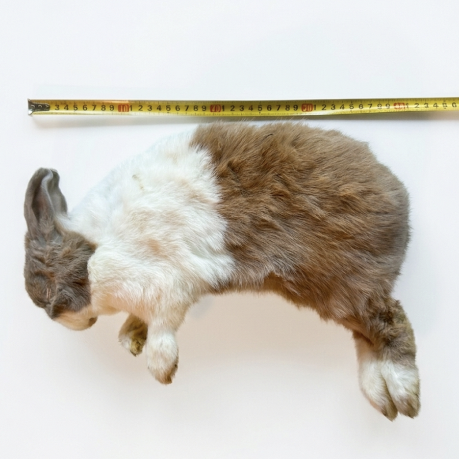 Konijn Groot - Diepvries | Hele prooi 750–2500 g voor reptielen en honden