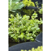 Veronica Beccabunga | Beekpunge | In 9CM pot